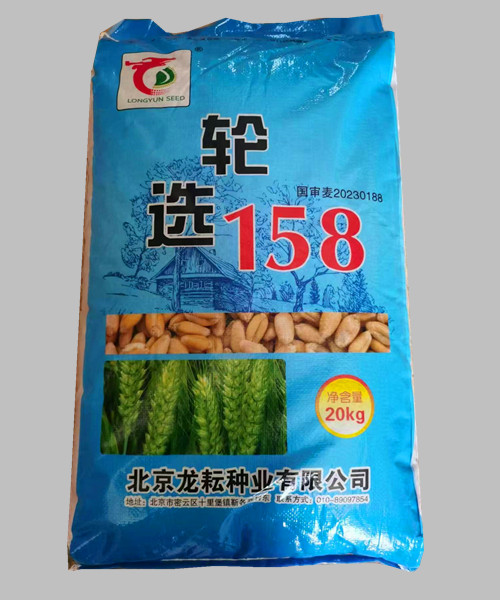 国审轮选158小麦种子  全冬性