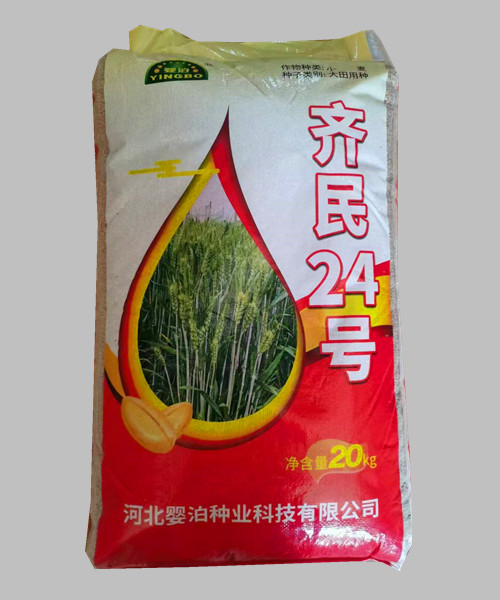 国审齐民24小麦种子   早熟