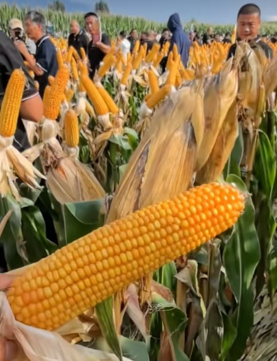 矮杆 硬粒 高抗茎基腐高抗南方锈病 秋玉73通过审定