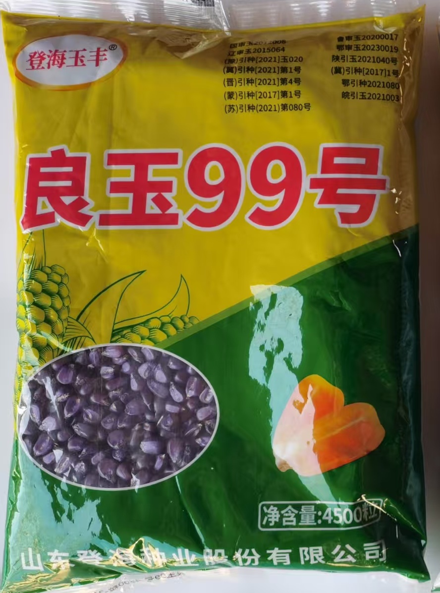 良玉99   山东登海